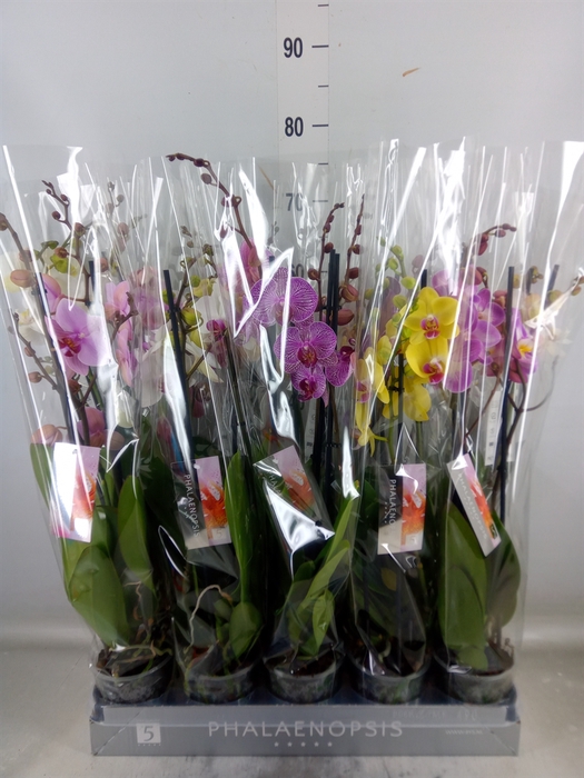 <h4>Phalaenopsis   ...mix  7</h4>