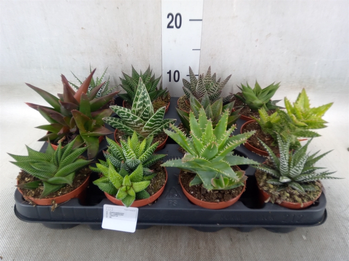 <h4>Aloe   ...mix</h4>