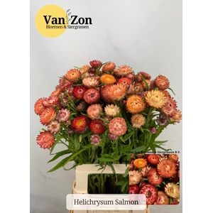 HELICHRYSUM OV