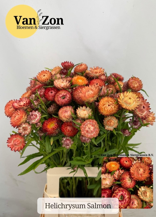 <h4>HELICHRYSUM OV</h4>