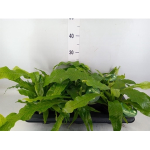 Microsorum musifolium 'Crocodyllus'