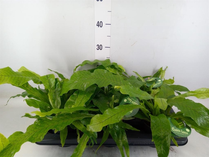 <h4>Microsorum musifolium 'Crocodyllus'</h4>