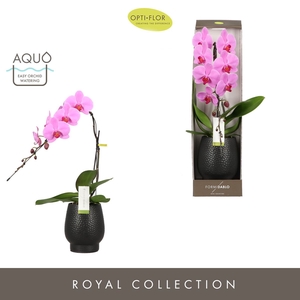 Phalaenopsis overig roze (enkele ta
