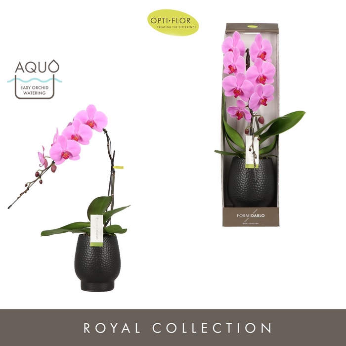 <h4>Phalaenopsis overig roze (enkele ta</h4>