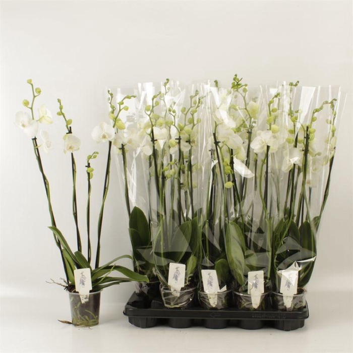 <h4>PHAL OV WIT</h4>