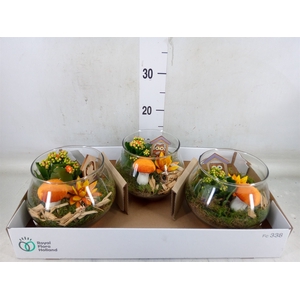Arr.  Succulents L%