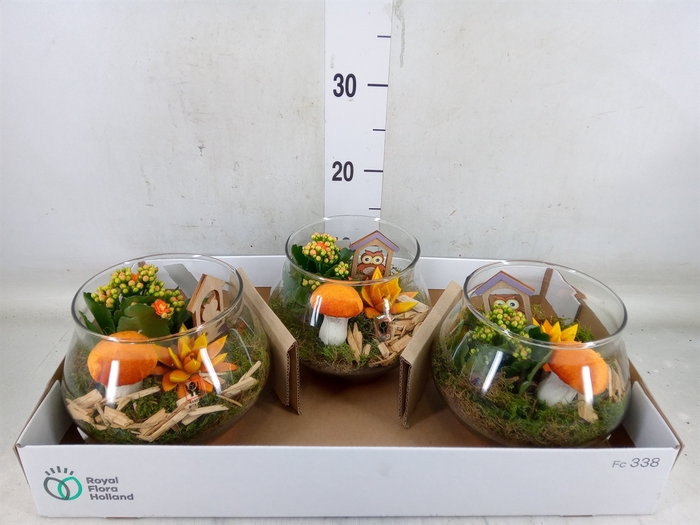 <h4>Arr.  Succulents L%</h4>