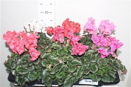 <h4>Cycl Md Crispino</h4>