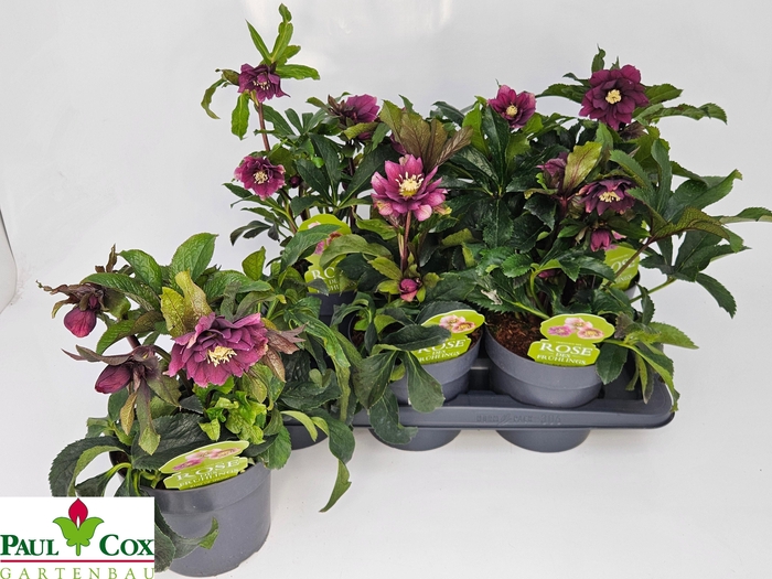 <h4>HELL OR DO EL RED</h4>