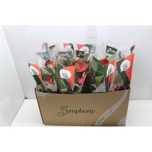 ANTHURIUM RED SUCCESS P15