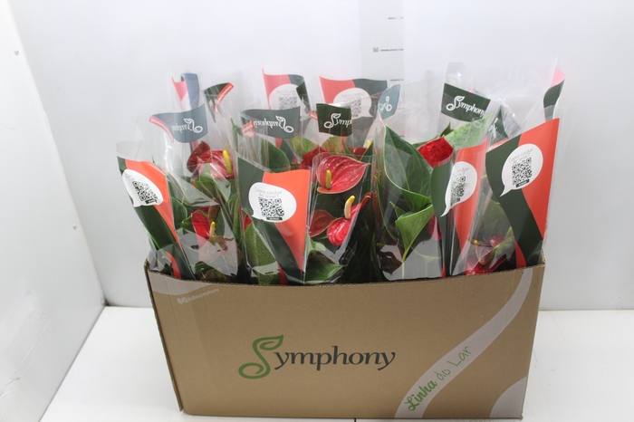 <h4>ANTHURIUM RED SUCCESS P15</h4>