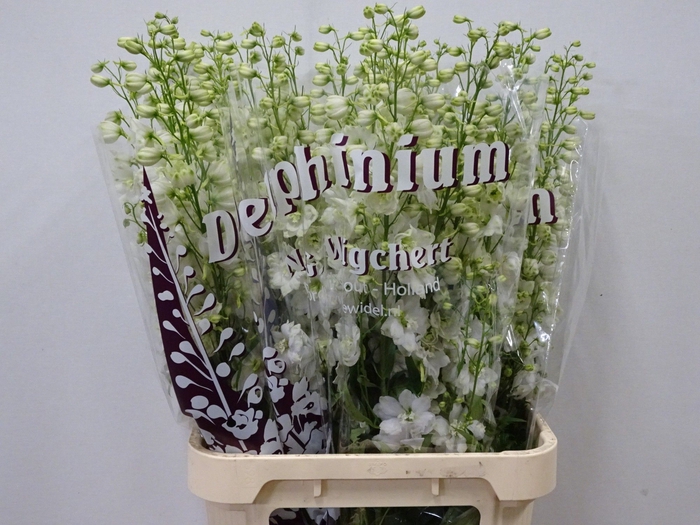 <h4>DELPH DU DEW IMPR WH</h4>