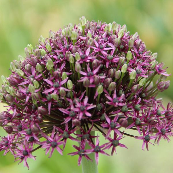 <h4>Allium Miami</h4>