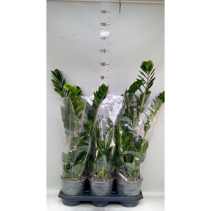 Zamioculcas zamiifolia