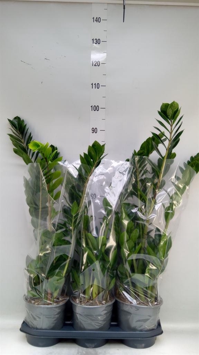 <h4>Zamioculcas zamiifolia</h4>