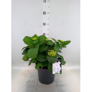 Hydrangea mac. 'Crystal Palace'