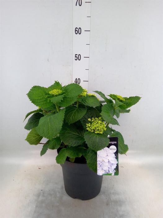 <h4>Hydrangea mac. 'Crystal Palace'</h4>