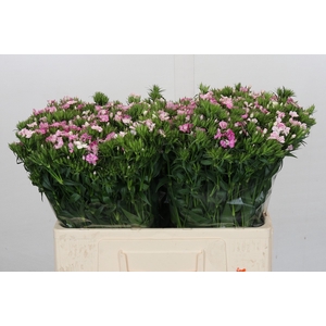 Dianthus Br Amazon Rose Magic