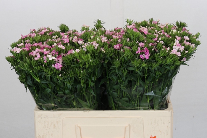 <h4>Dianthus Br Amazon Rose Magic</h4>