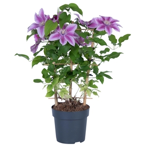 Nolina Clematis | Boulevard Pink