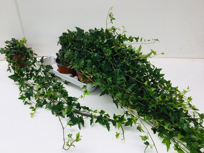 Hed He Shamrock Lange Rank