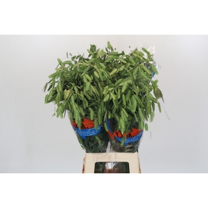 Chasmanthium latifolium 'Mantis'