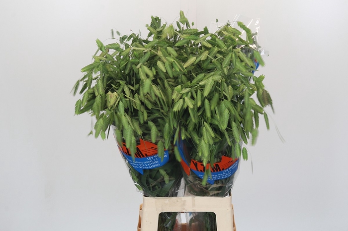 Chasmanthium latifolium 'Mantis'