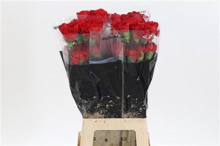 <h4>Di St Don Pedro</h4>