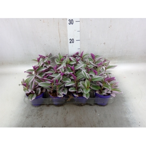 Tradescantia albif. 'Nanouk'