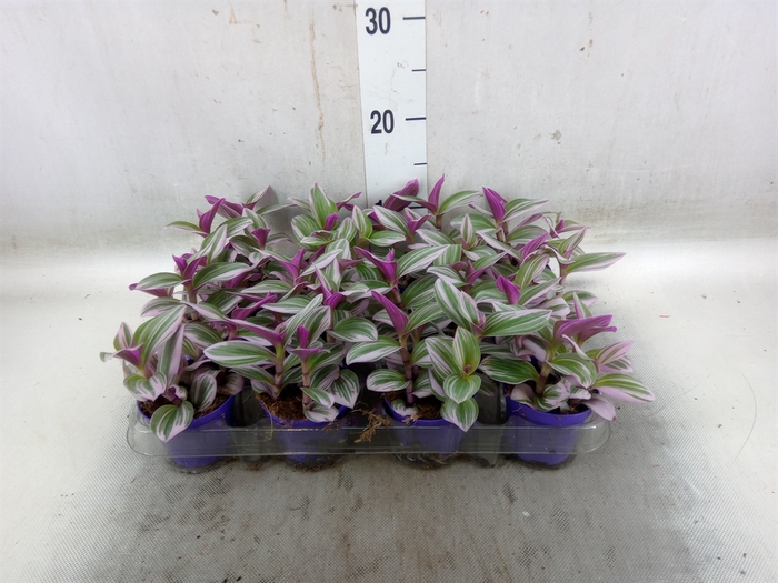 <h4>Tradescantia albif. 'Nanouk'</h4>