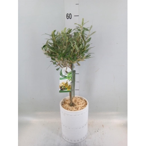 Arr.   Kamerplant Groen H%