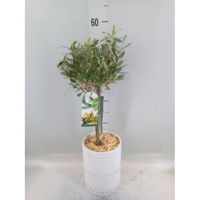 <h4>Arr.   Kamerplant Groen H%</h4>