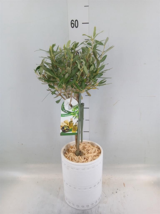 <h4>Arr.   Kamerplant Groen H%</h4>