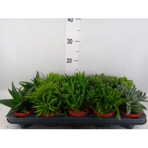 Succulents   ...mix 5