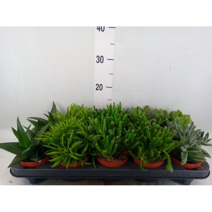 <h4>Succulents   ...mix 5</h4>