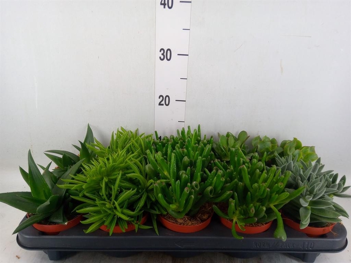 Succulents   ...mix 5