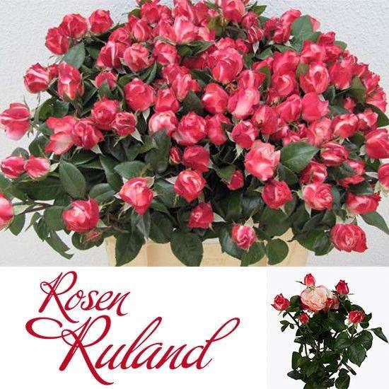 <h4>ROSA TR 'NOSTALGIE'</h4>