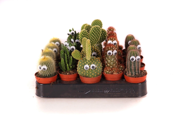 <h4>Cactus 5,5 cm met ogen</h4>
