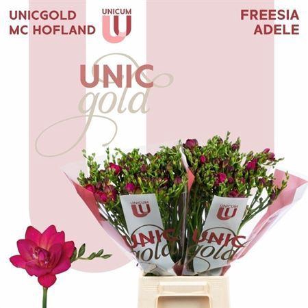 <h4>Fr Du Adele</h4>