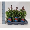 Lobelia Starship Scarlet