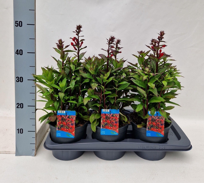 Lobelia Starship Scarlet