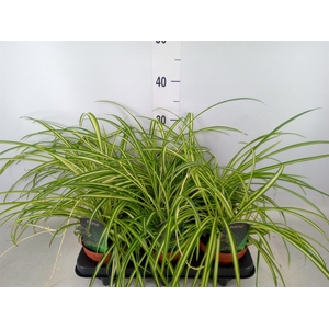 Chlorophytum cos. 'Atlantic'