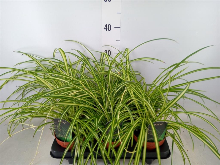 <h4>Chlorophytum cos. 'Atlantic'</h4>