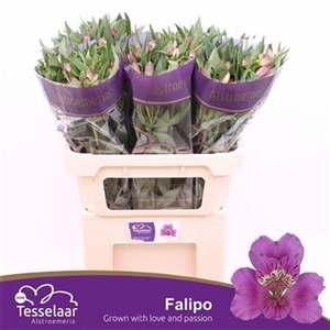Alstr Falipo