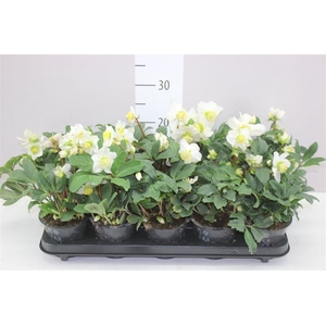 Helleborus N Happy Day 14+