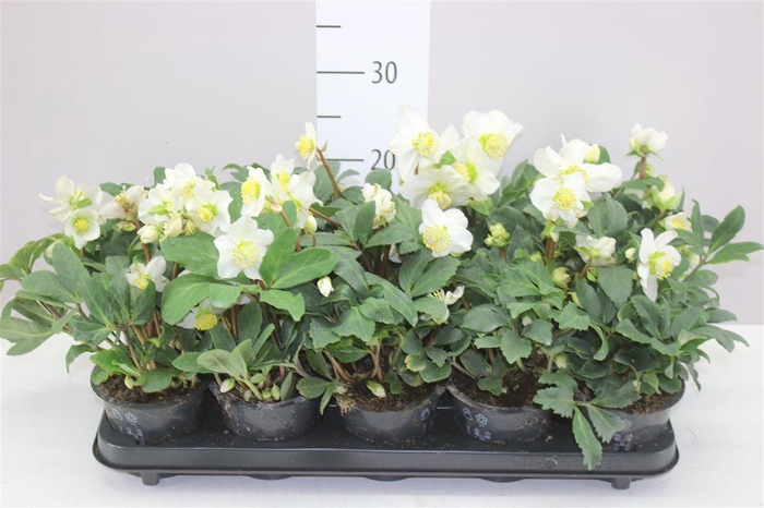 <h4>Helleborus N Happy Day 14+</h4>