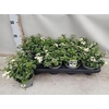 Solanum Jasminoides