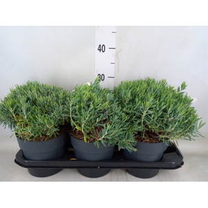 Andromeda polifolia 'Blue Ice'