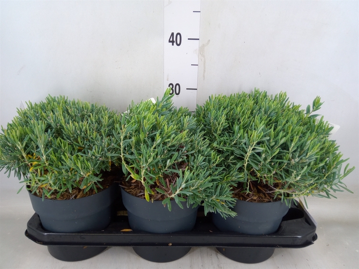 <h4>Andromeda polifolia 'Blue Ice'</h4>