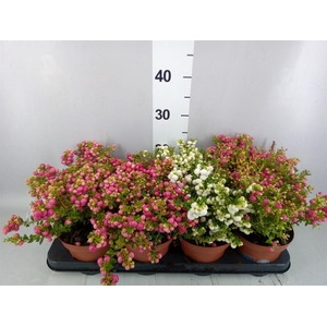 Gaultheria mucronata